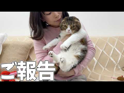 スコスコぽこ太郎&うま次郎〜猫ちゃんねる〜 - YouTube