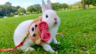 72① 飼い主から逃げる？！広い公園を全速力ダッシュ！Do you run away