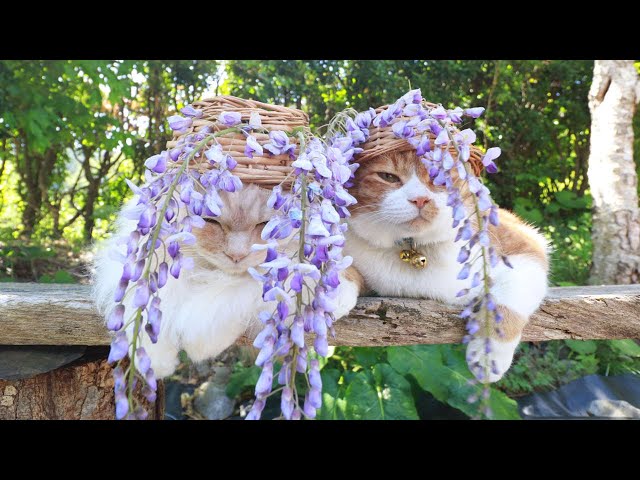 藤の花 のせ猫 2024 240601 - YouTube