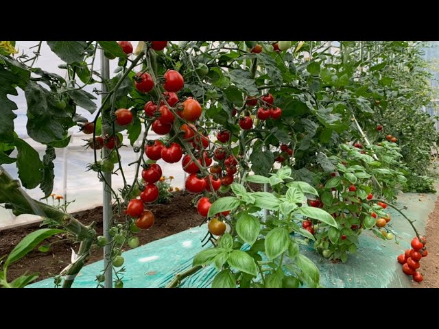 Cherry tomato gray mold 20/7/23 - YouTube