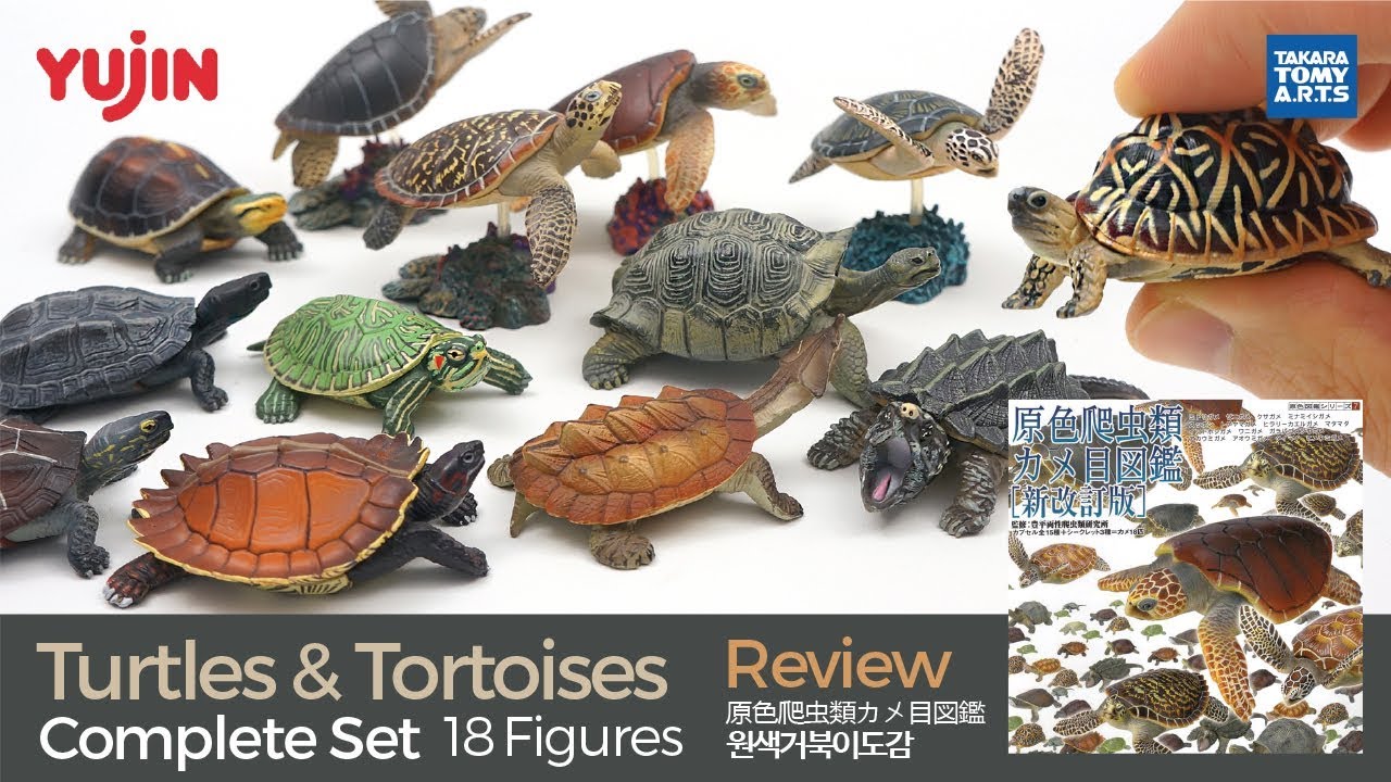 18 Gorgerous Turtles & Tortoises / 原色爬虫類カメ目図鑑 / 유진