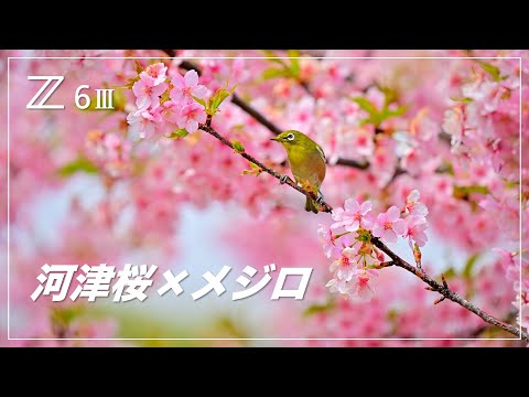 I took some quick photos of Sakujiro (Kawazu cherry blossoms