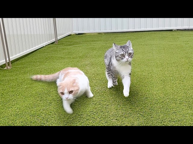 I thought Mochi was doing something on the range hood - YouTube
