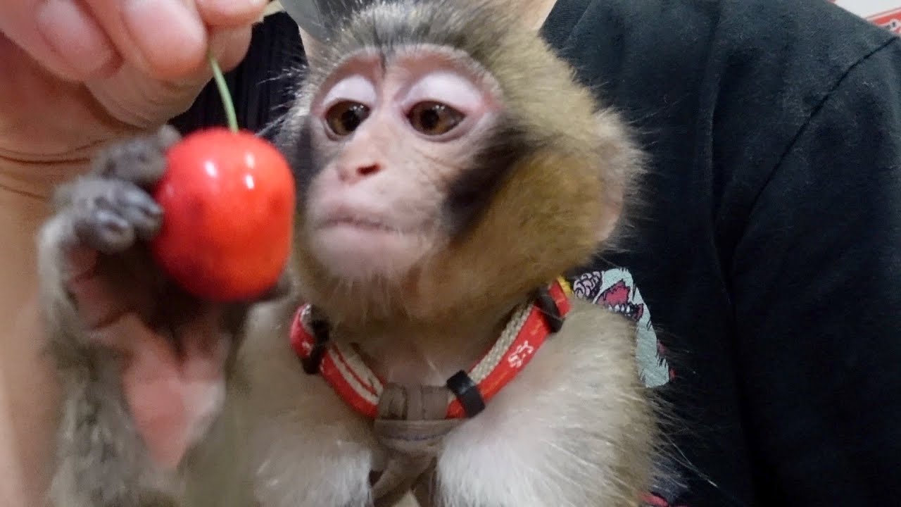 はじめて「さくらんぼ」をもらった赤ちゃん猿の反応がかわいい
