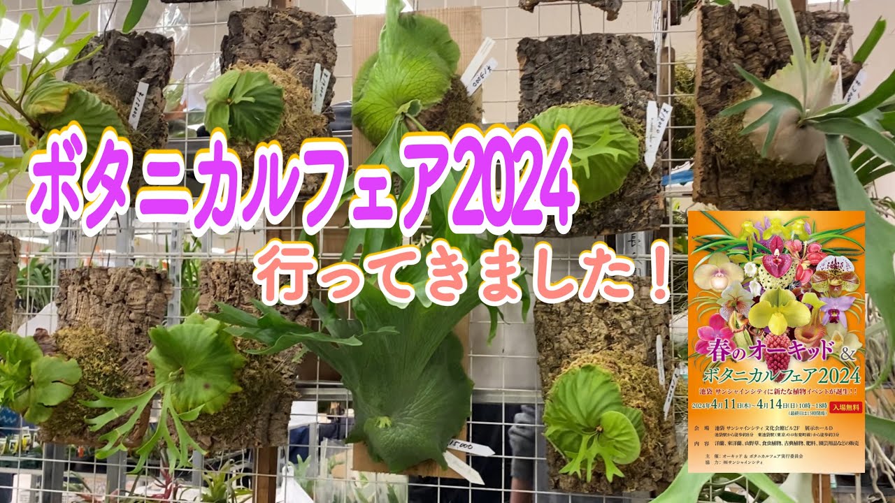 ビカクシダ】2024年福袋紹介！inオザキフラワーパーク - YouTube