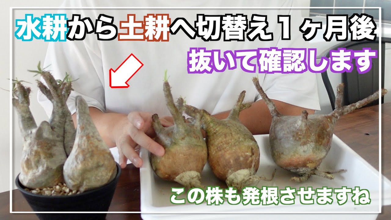 中型塊根植物 グラキリス 只今、 水耕管理中 多枝株 発根管理中の
