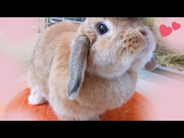 切なさと】ツンツンうさぎが急に甘え出す理由を知ってしまった