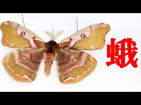 10分で分かる】蛾の標本作り - YouTube