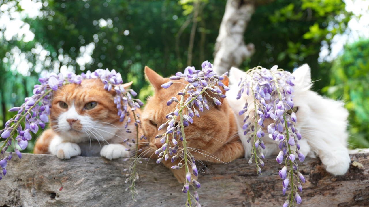 藤の花 のせ猫 250602 - YouTube