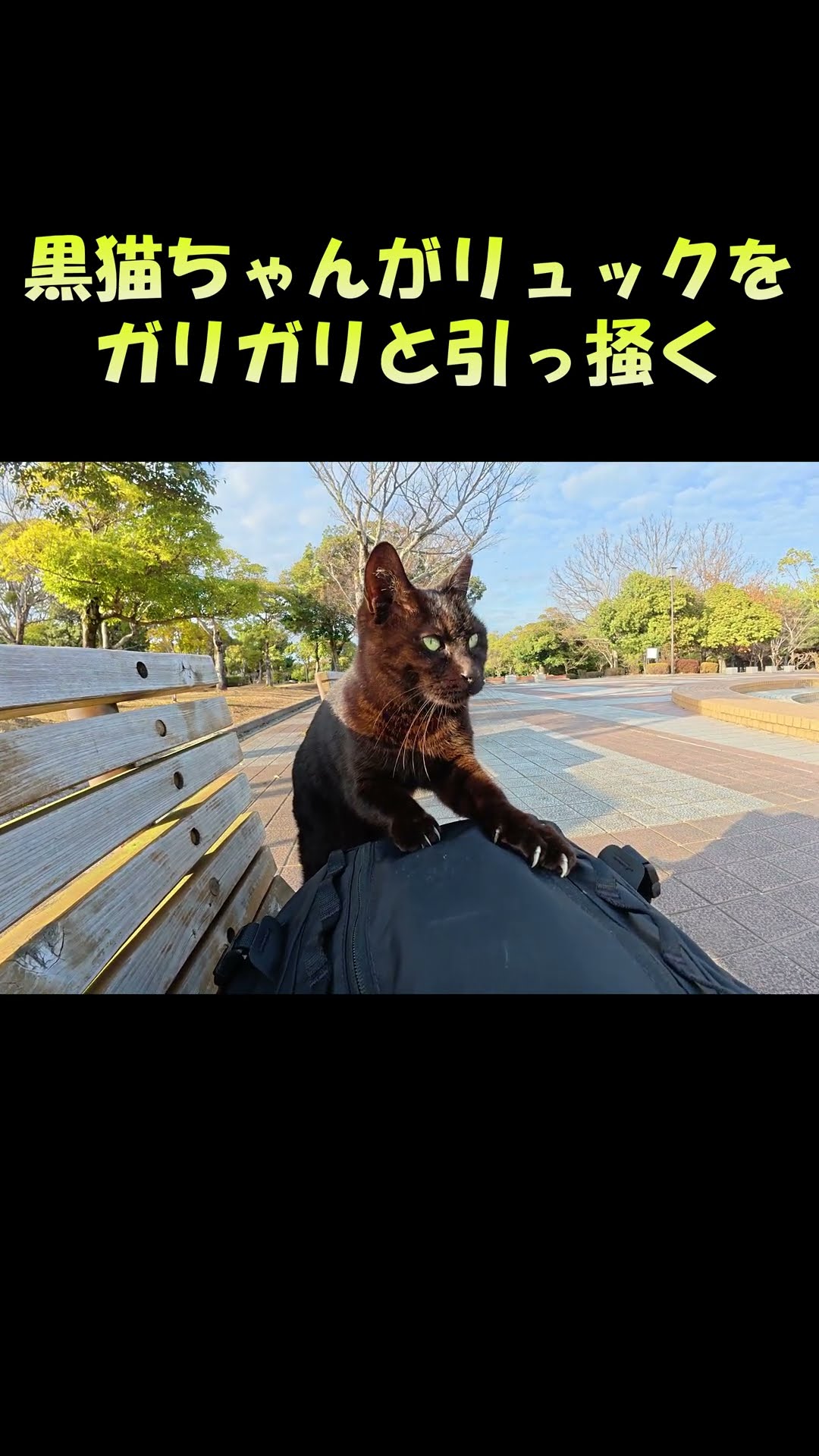 野郎が撮った猫動画 - YouTube