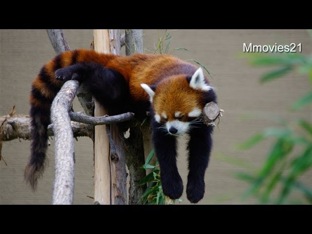 マフラーみたいなレッサーパンダ~Red Panda looks like a muffler