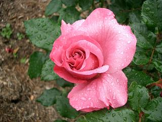 薔薇ちゃん 水色のバラ 花言葉「最愛」「祝福」 ROSE SHOP オリジナルローズ 日本