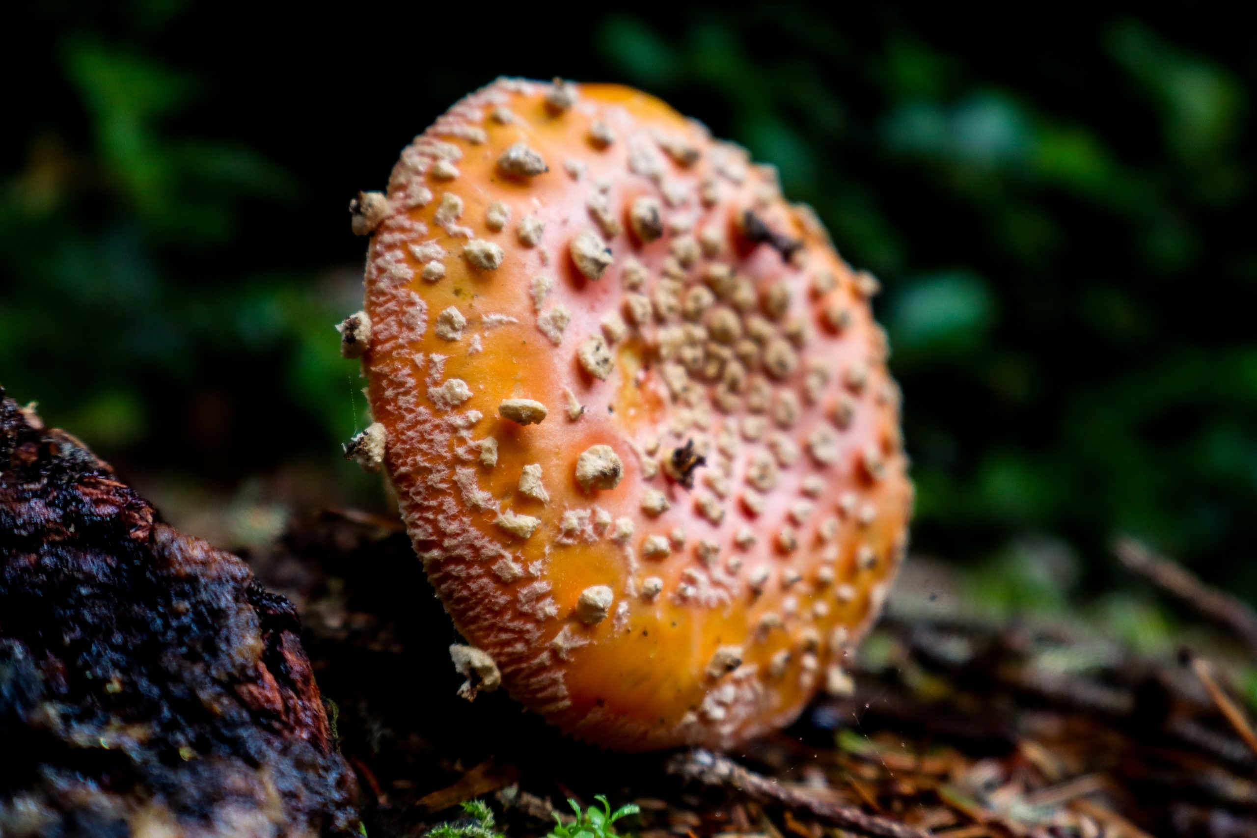 How Eugene's roadside mushroom may have inspired Santa - Lookout