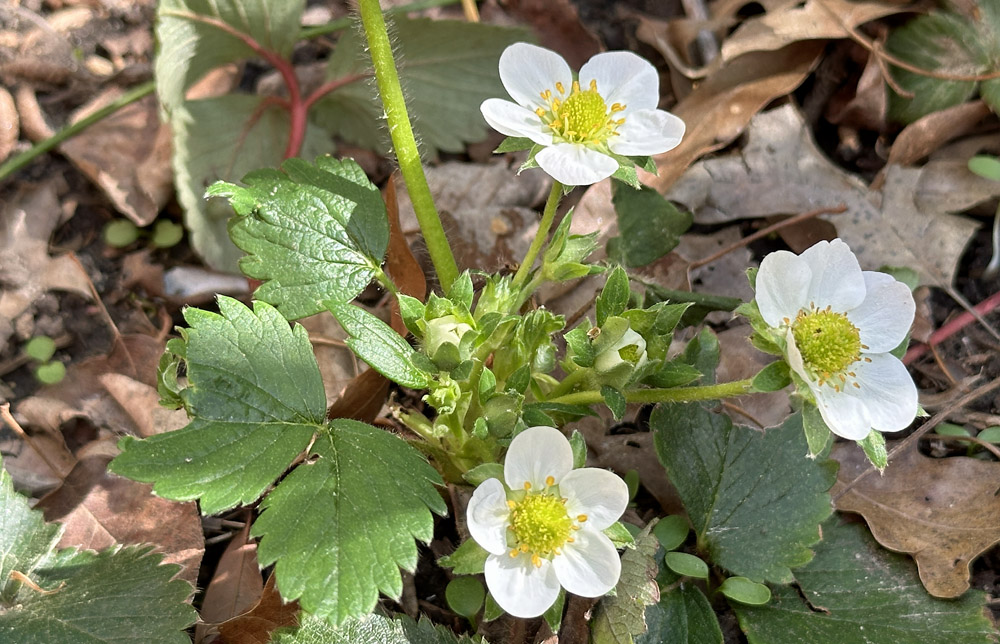 Fragaria_virginiana_Bud_and-