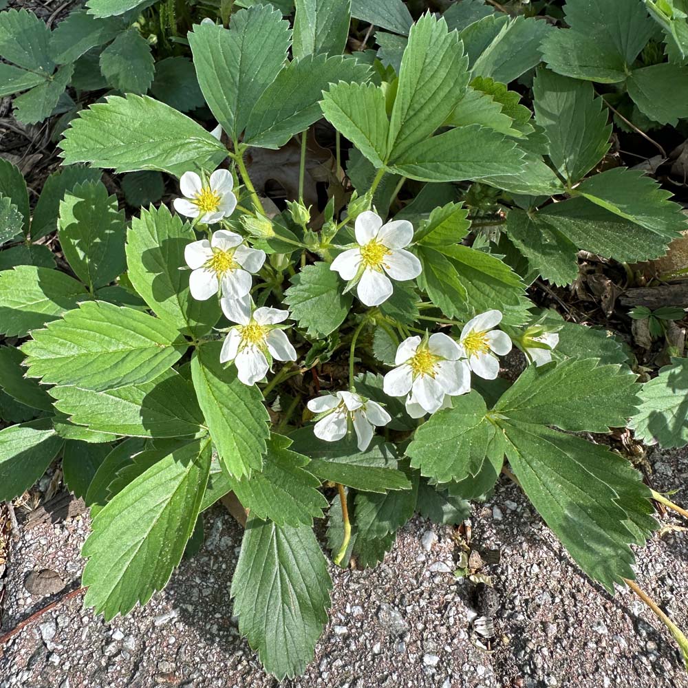 Fragaria_virginiana_Flowers-