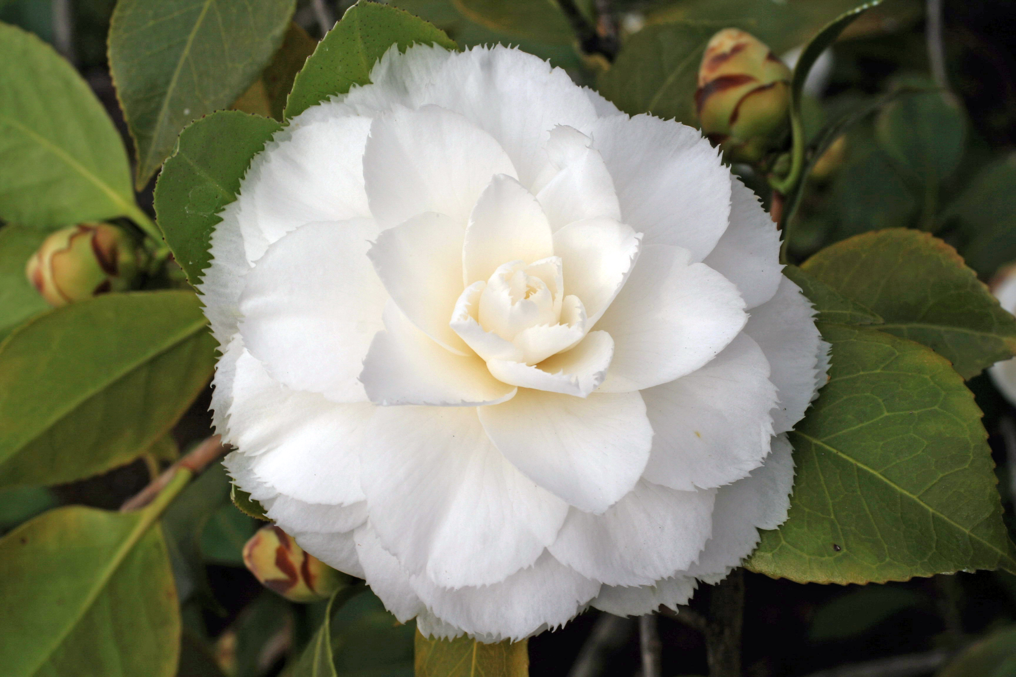 Une Fleur De Chanel by CHANEL 1998 | Perfume Posse