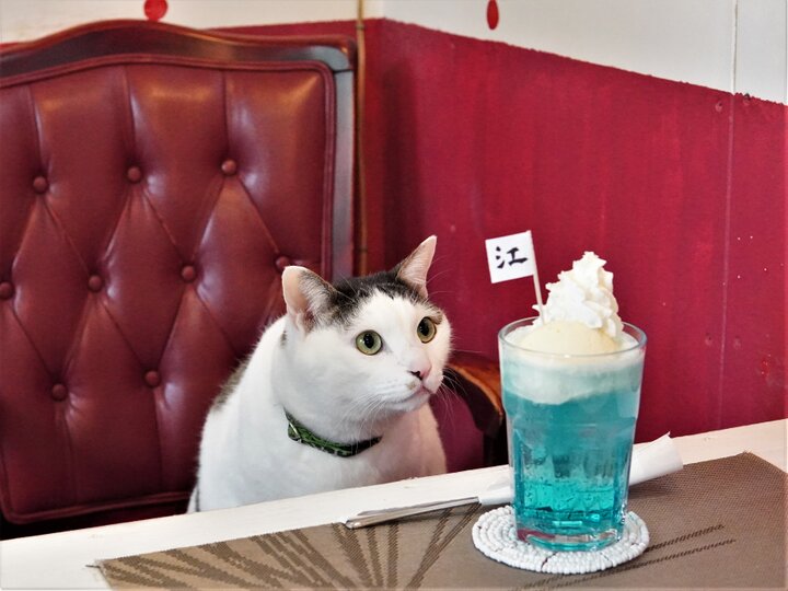 看板ネコもお気に入り♪江ノ島の海のような深い青色をしたクリーム
