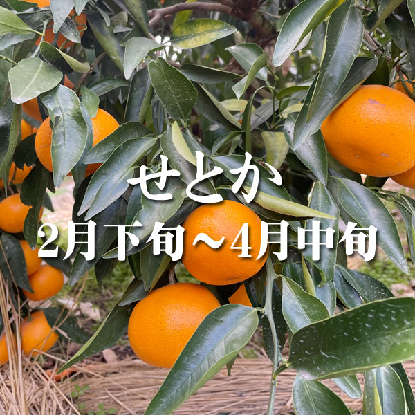 setoka | 福本農園