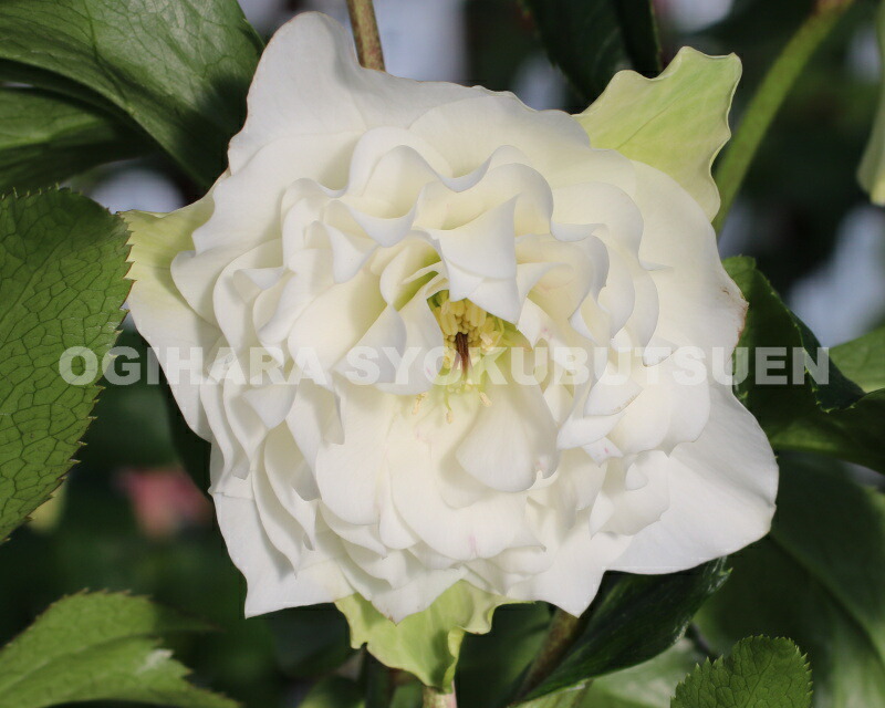 楽天市場】クリスマスローズ 多弁ダブル ホワイト系 大苗 : おぎはら植物園