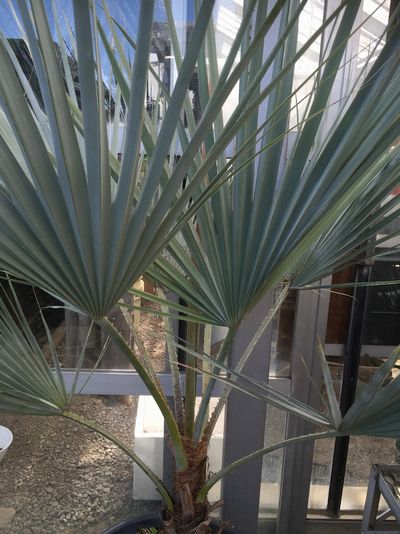 楽天市場】【現品発送】ブラヘア アルマータ 13号鉢植え 苗木 : 千草園芸