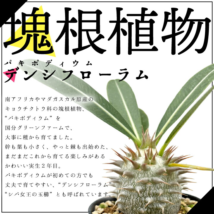 パキポディウム デンシフローラム 実生2年目 2.5号鉢 塊根植物