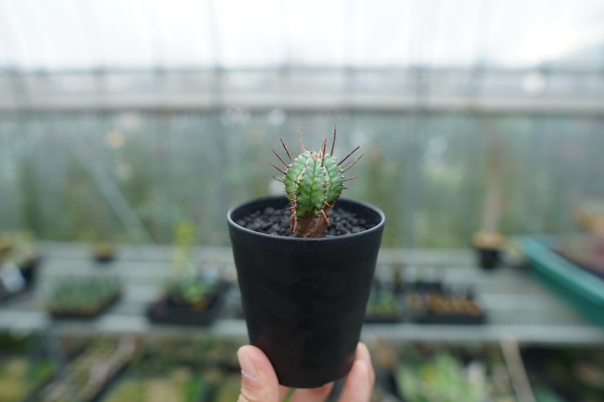 ユーフォルビア ホリダ マジョール Euphorbia horrida major | man