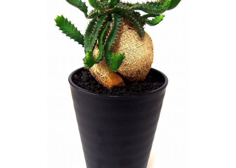 ユーフォルビア ステラータ 飛竜 Euphorbia stellata №2 | mana