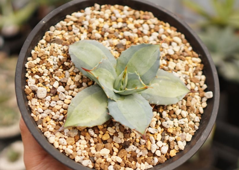 Agave parryi 吉祥天 中斑 NO.2 | mana's farm:塊根植物・アガ