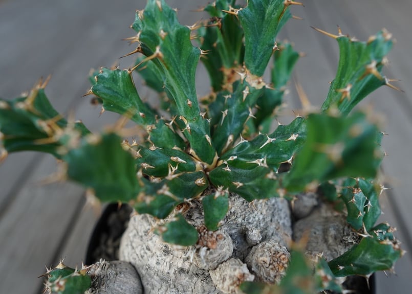 ユーフォルビア クラビゲラ Euphorbia clavigera | mana's farm