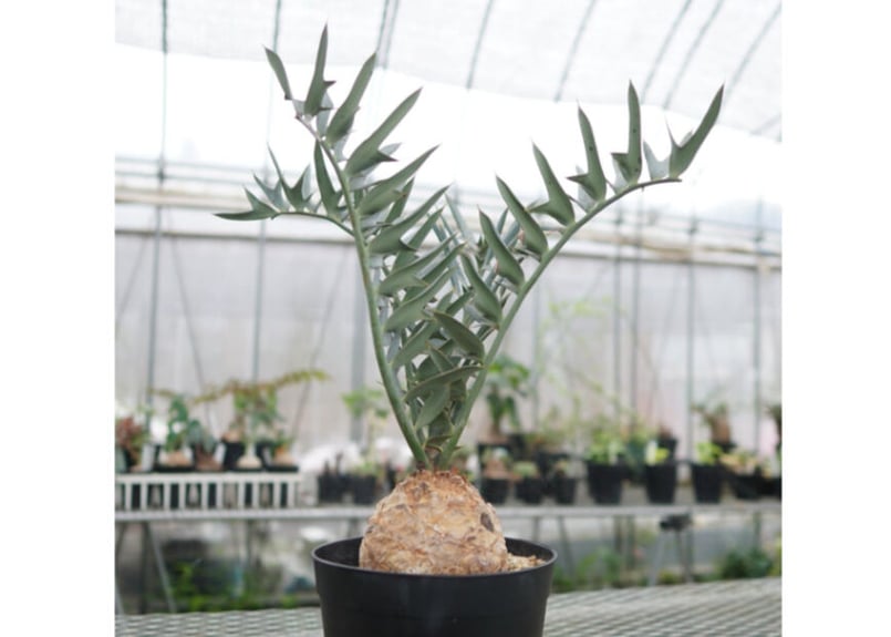 エンセファラルトス ホリダス Encephalartos horridus NO.4 |