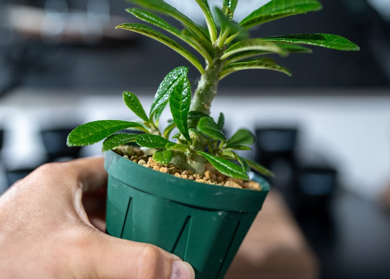 ドルステニア ギガス Dorstenia gigas 沖縄実生 | mana's farm:塊