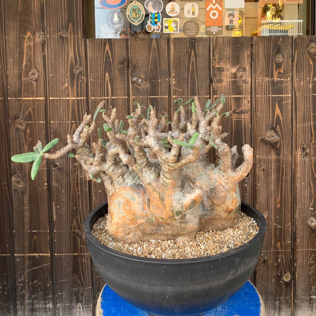 極上】パキポディウム グラキリス 鉢付き 塊根植物（発根済