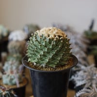 アズテキウム リッテリ 花籠 自根 Aztekium ritteri no.2281