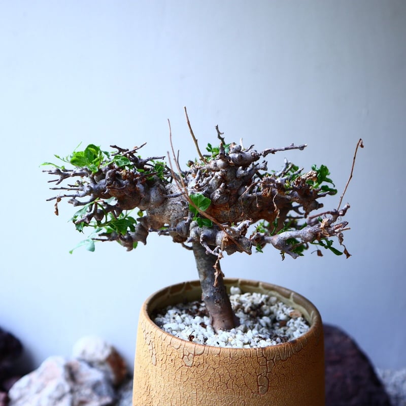 コミフォラ エイル no.002 Commiphora sp. Eyl no