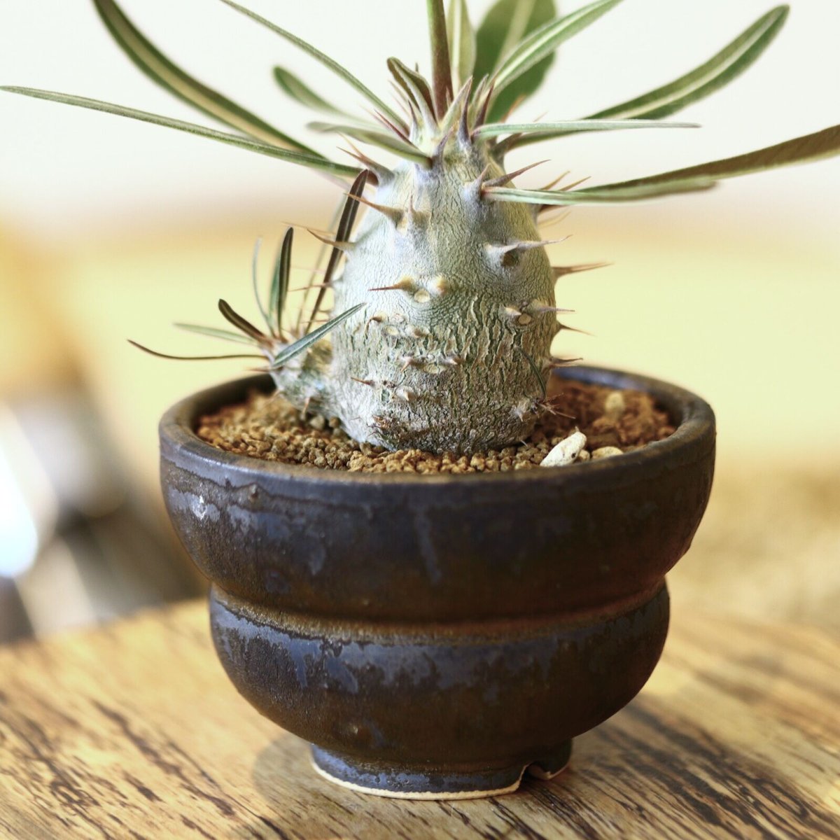 パキポディウム カクチペス(実生) / Pachypodium rosulatum var.