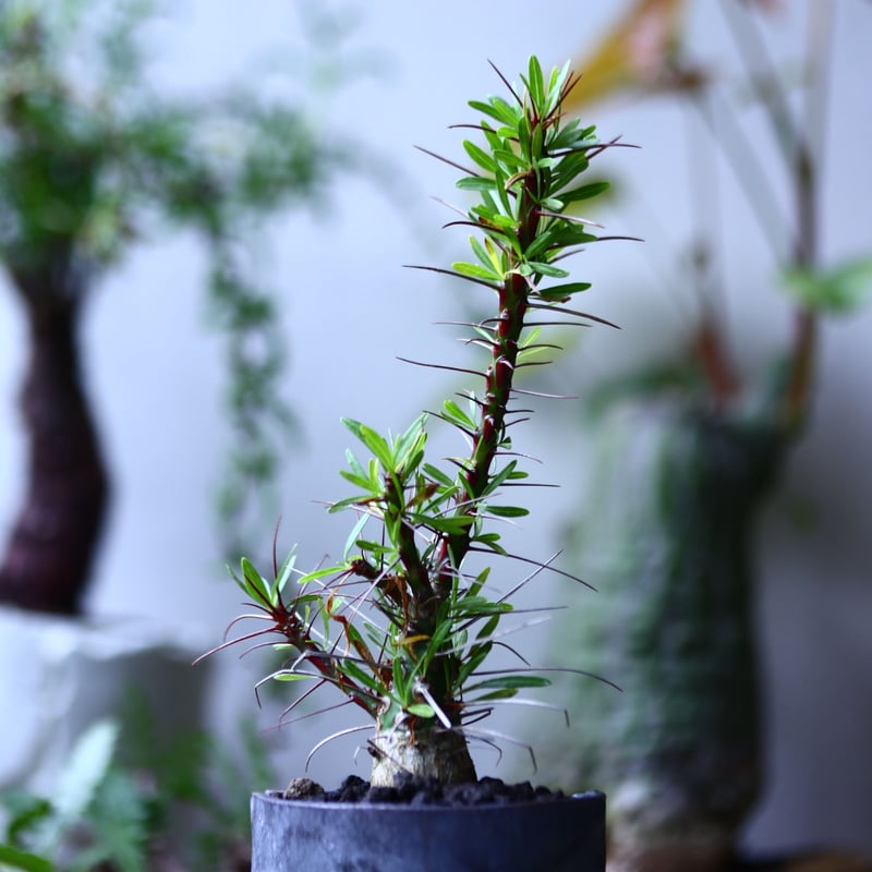 フォークイエリア プルプシー 実生 Fouquieria purpusii no