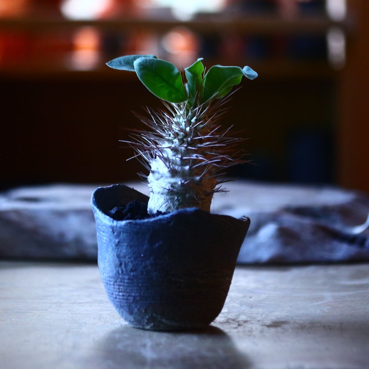 パキポディウム ナマクアナム 光堂 Pachypodium namaquanum n