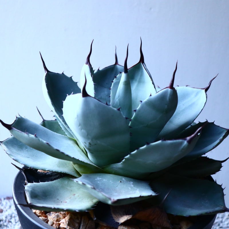 アガベ パリートランカータ Agave parryi var. truncata no.
