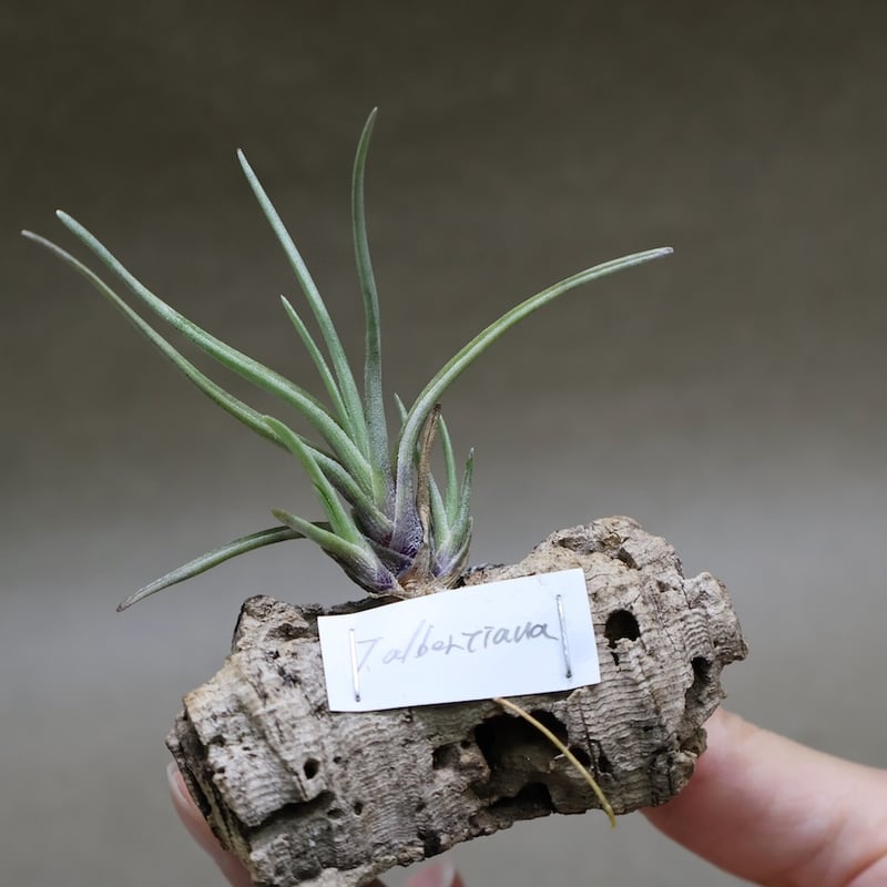 アルベルティアナ 26号 | air-plants TENGU-DO