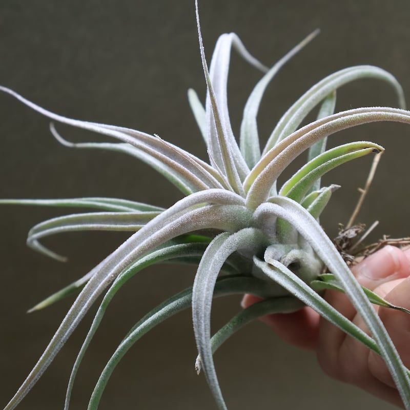 チアペンシス × エーレルシアナ 02号 | air-plants TENGU-DO