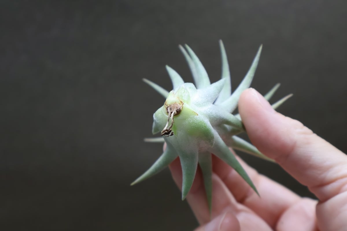 イオナンタ ヘッジホッグ T.I. 04号 | air-plants TENGU-DO