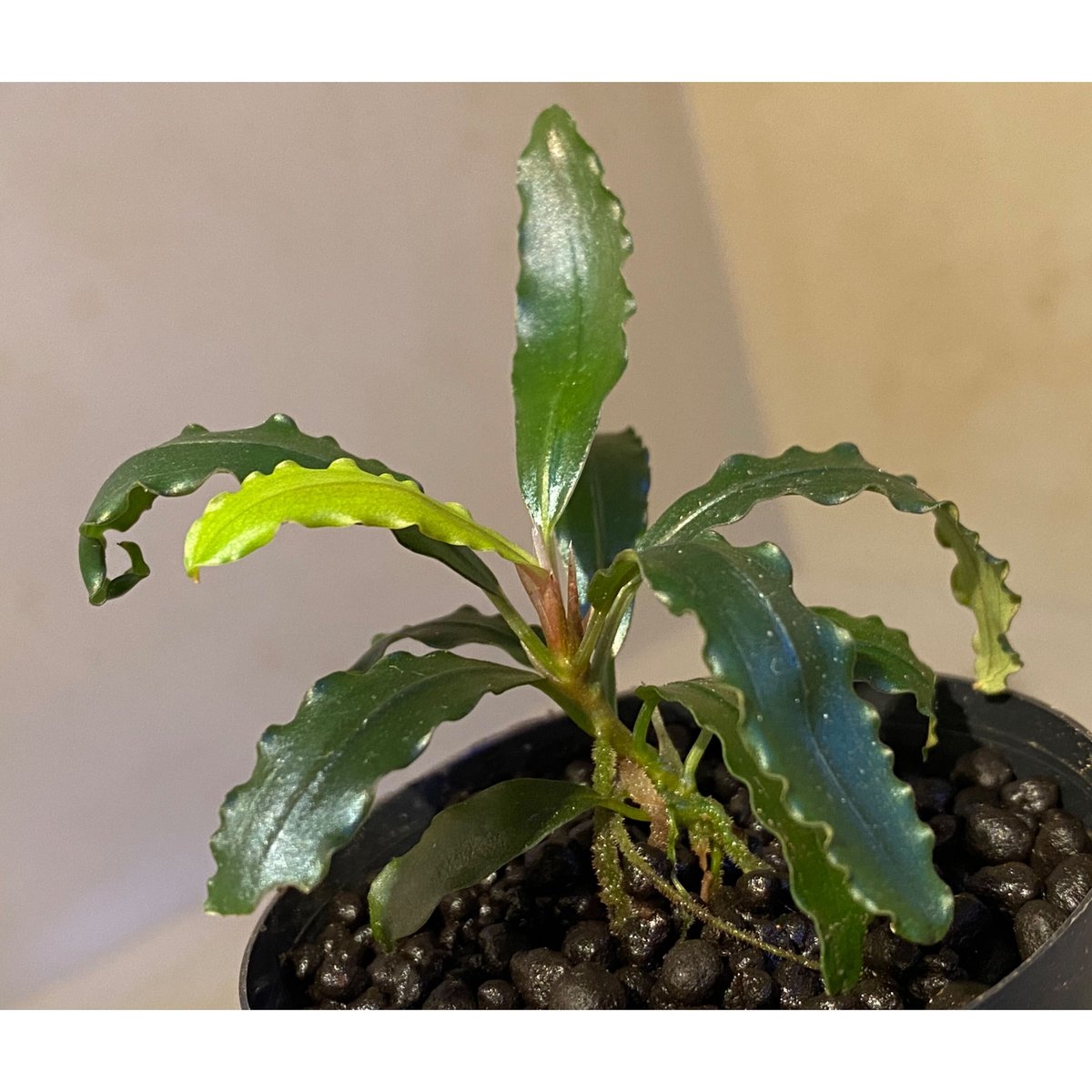 Bucephalandra sp. from Centipede Sokan Melawi S