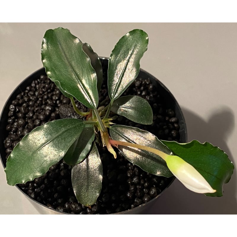 大株) Bucephalandra sp. Nanga Taman [TB] | M・R・G・R