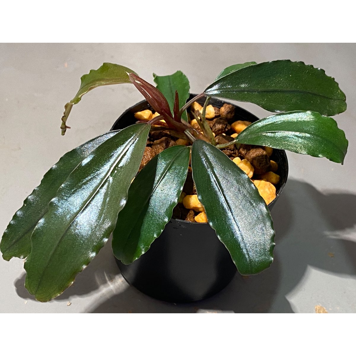 Bucephalandra sp. 