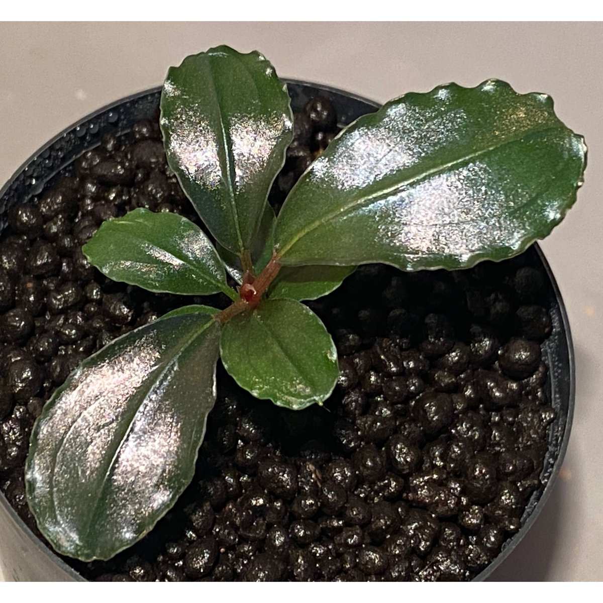 Bucephalandra sp. 