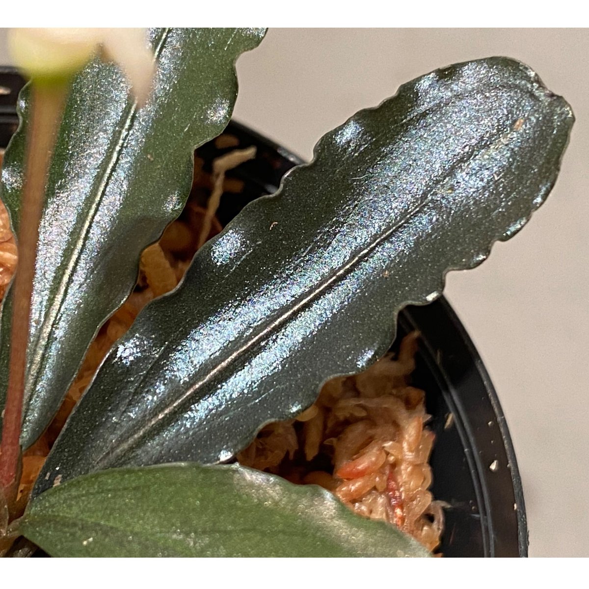 Bucephalandra sp. 