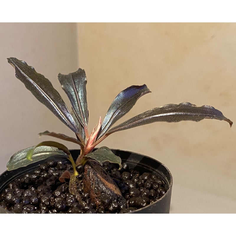 Bucephalandra sp. 