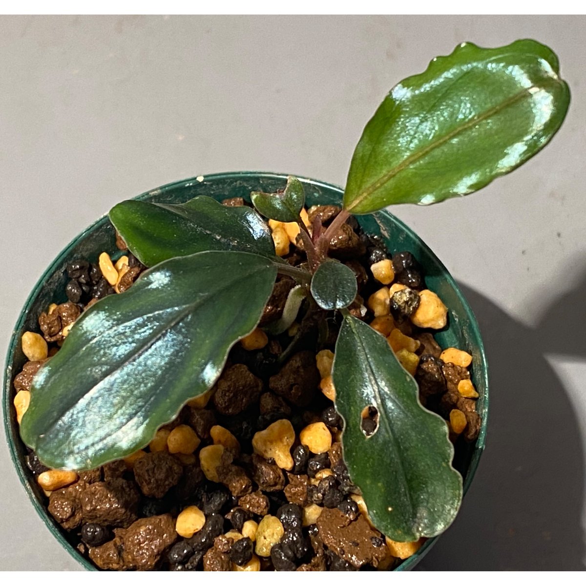 Bucephalandra sp. 