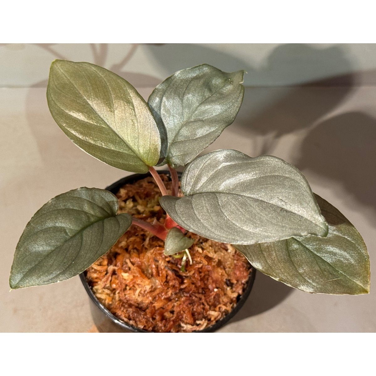 Homalomena sp. from Kayu Hitam [KN1117] | M・R・G・R