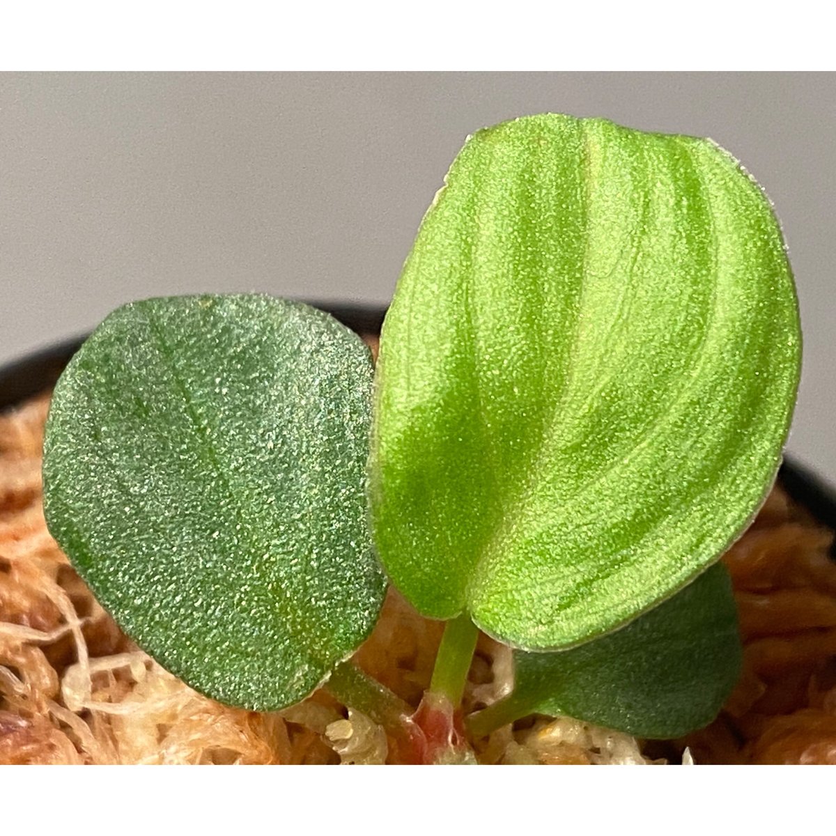Homalomena sp. 